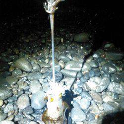 焼津　石津浜アオリイカエギング